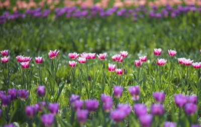 Close-up of pink flowering plants on field