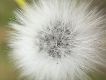 Close-up of dandelion flower