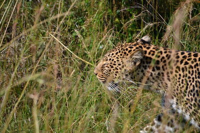 View of a cat lying on grass