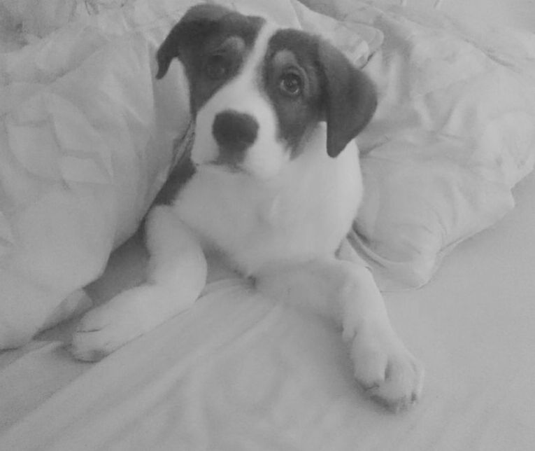 HIGH ANGLE PORTRAIT OF DOG ON BED