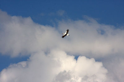 Low angle view of bird flying against sky