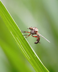 Close-up of insect on leaf