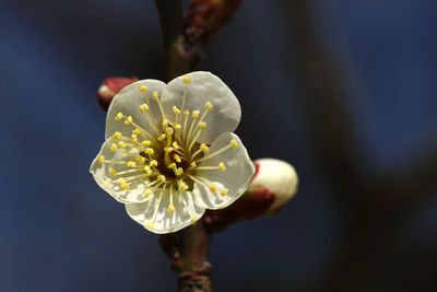 Close-up of white flowering plant