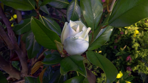 Close-up of flowers blooming outdoors