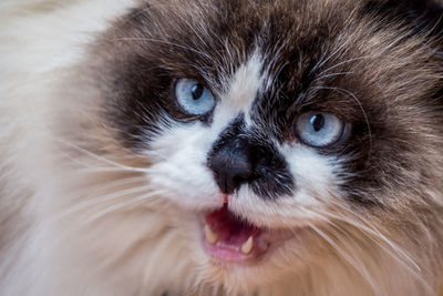 Close-up portrait of cat