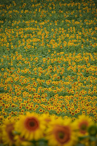 Full frame shot of sunflower field