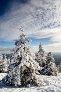 Trees on snow covered land against sky