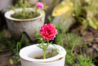 Close-up of pink flower pot