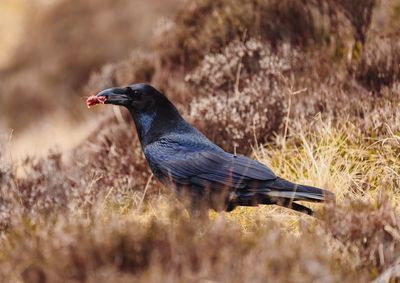 Close-up of bird on field