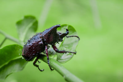 Japanese rhinoceros beetle with green blur background in the wild