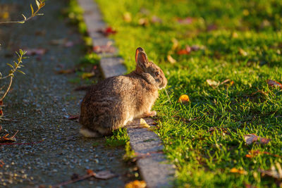 Rabbit on field