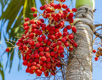 Low angle view of red berries growing on tree against sky