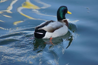 Duck swimming in lake