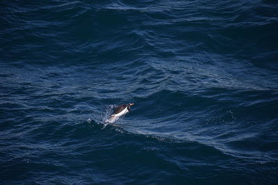 View of whale swimming in sea