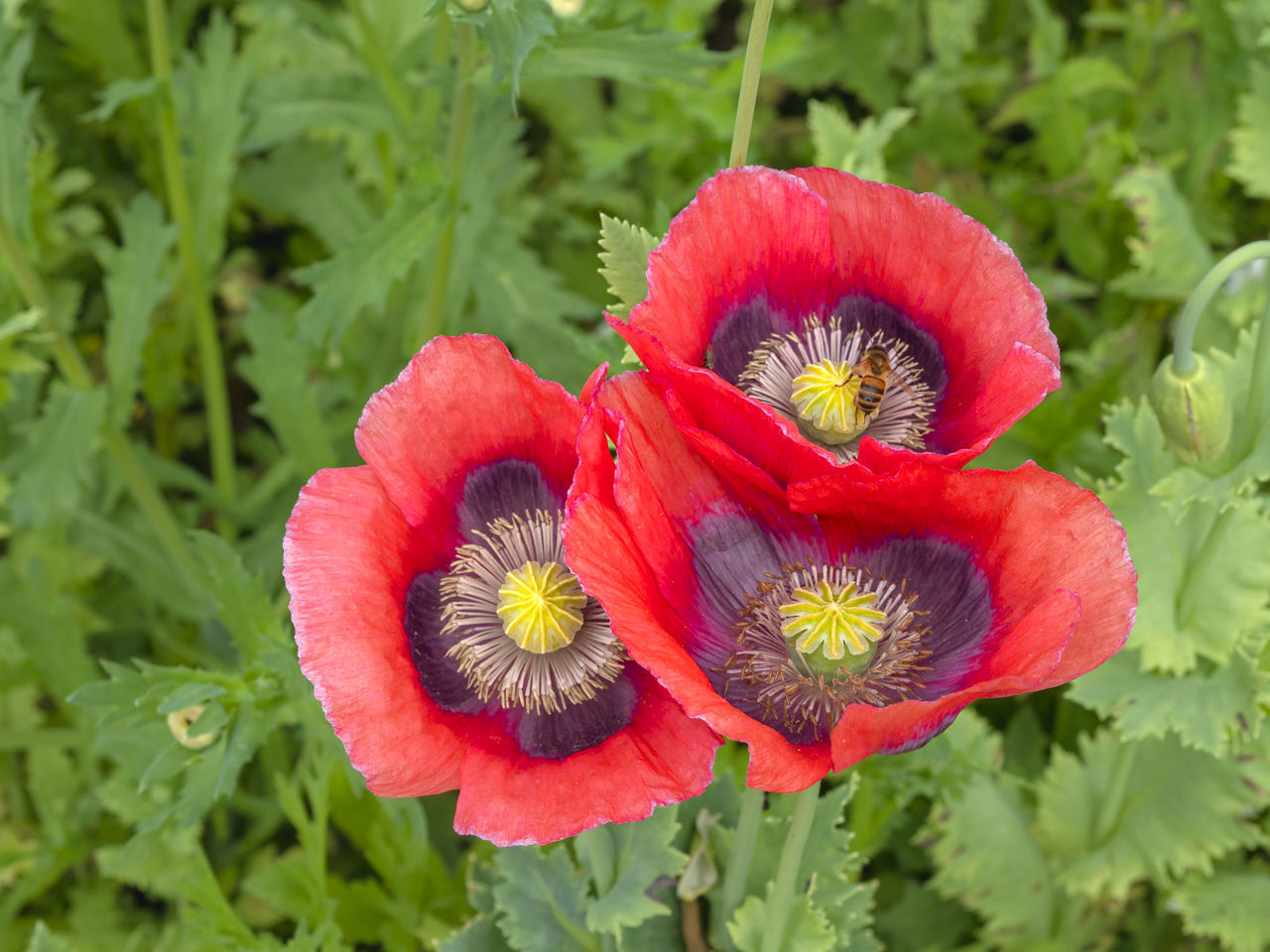 CLOSE-UP OF RED ROSE FLOWER