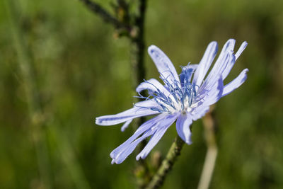 Close-up of purple flower blooming outdoors