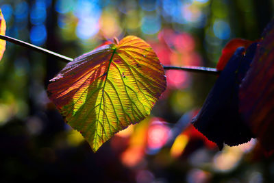 Close-up of raindrops on plant leaves