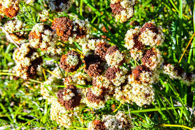 Close-up of mushrooms growing on plant