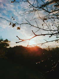 Silhouette trees against sky during sunset