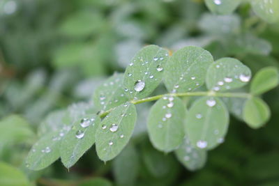 Close-up of wet plant leaves during rainy season