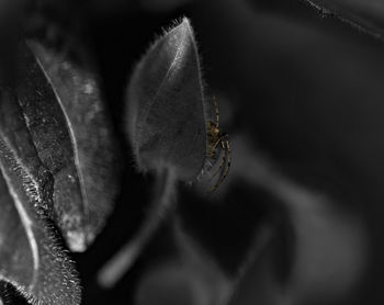 Close-up of spider on web