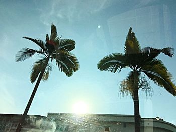 Low angle view of palm trees against sky