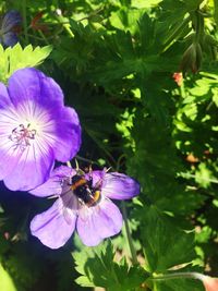 Close-up of purple flowers blooming outdoors
