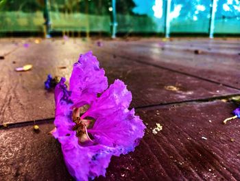 Close-up of pink rose flower on wood