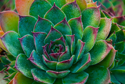 Full frame shot of succulent plant