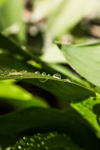 Close-up of raindrops on plant leaves