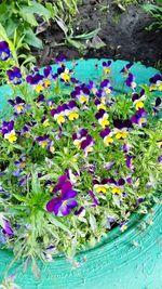 High angle view of purple flowering plants