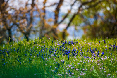 Close-up of flowering plants on field