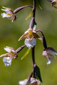 Close-up of purple flower