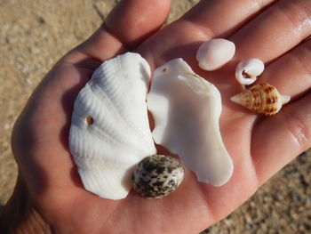 Close-up of hand holding crab
