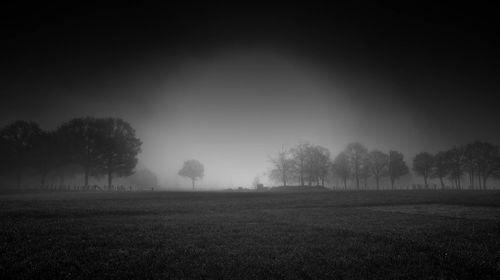 Trees on field against sky