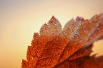 Close-up of fresh orange tree against clear sky