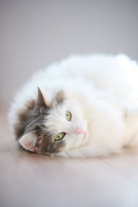 Close-up of cat lying on white background
