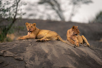 Lioness looking away