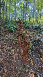 Sunlight falling on dry leaves in forest