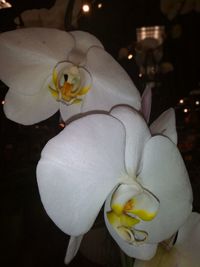 Close-up of white orchid flower