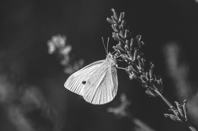 Close-up of butterfly pollinating on flower