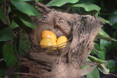 Close-up of fruits in nest on plant
