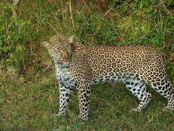 Leopard on grass