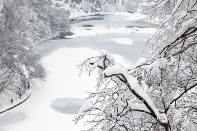 Scenic view of snow covered trees