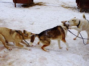 Dogs on snow covered landscape during winter