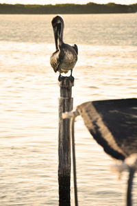 Bird perching on wooden post