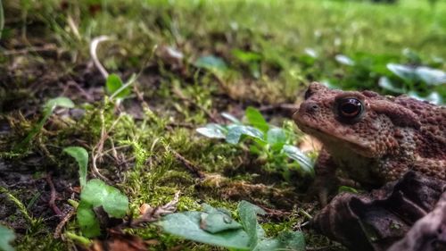 Close-up of frog on field