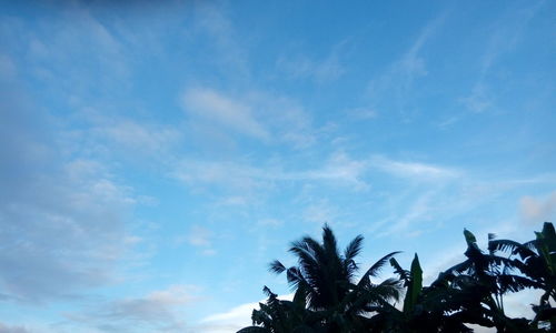 Low angle view of trees against blue sky