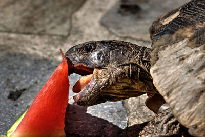 Close-up of turtle eating outdoors