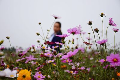 Pink flowers blooming outdoors